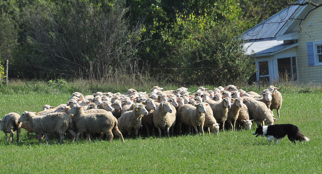 montpelier-trial-sheep